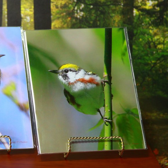 Beautiful Bird Set of a Palm Warbler & Chestnut Sided Warbler - Picture 3 of 7